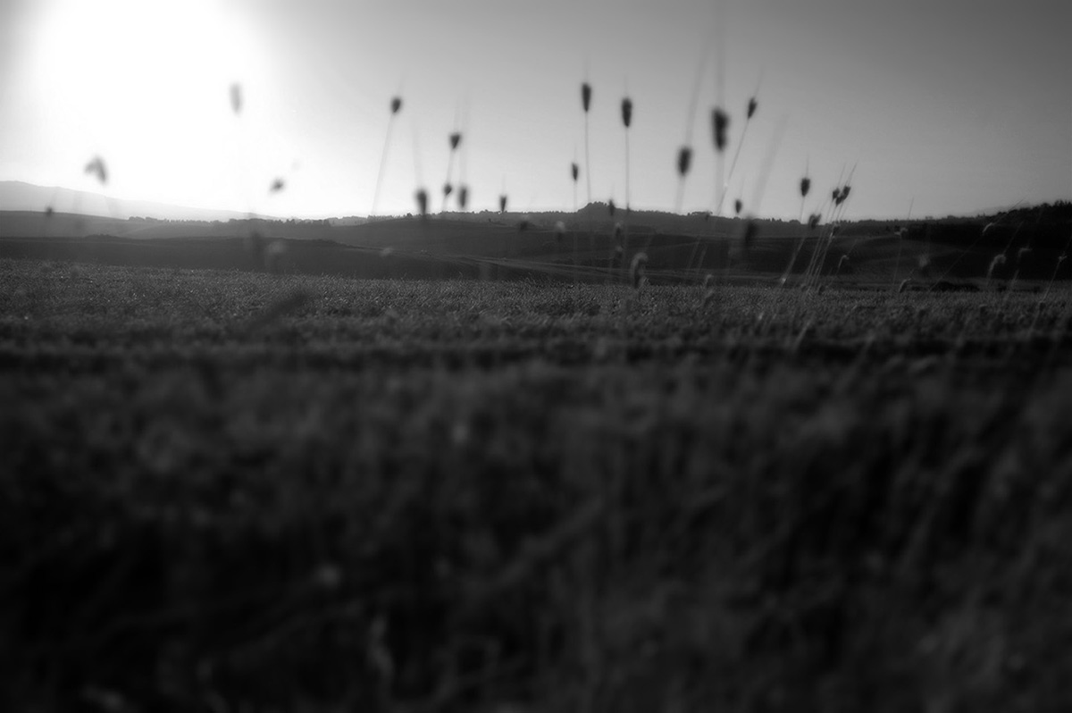 Tuscan Field in Italy